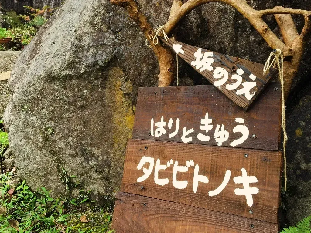 はりときゅうタビビトノキ