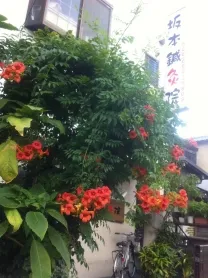 坂本鍼灸院　