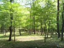 福嶋鍼灸院