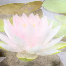 月舟庵
